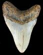 Large, Megalodon Tooth - North Carolina #47204-2